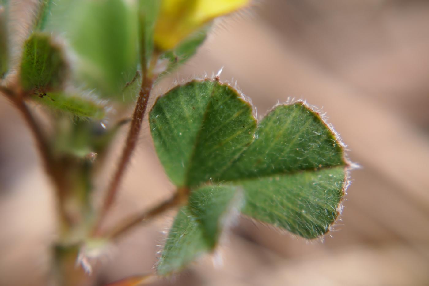 Bird's-foot trefoil, Dwarf leaf